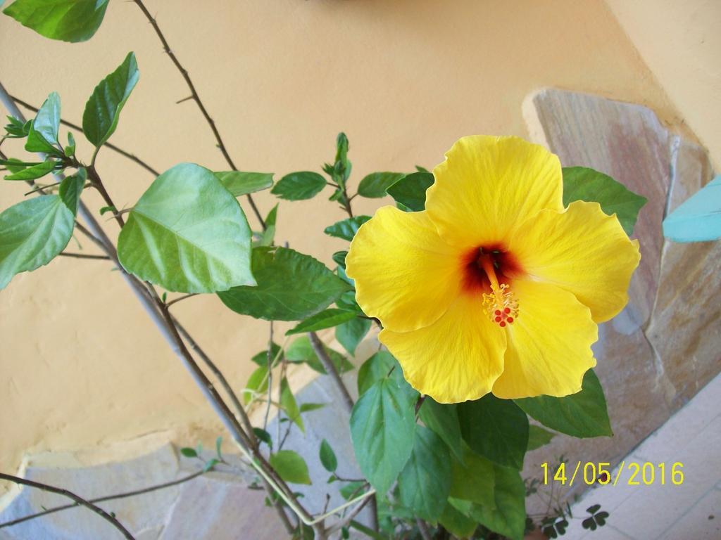Domos Le Due Tuie Bed & Breakfast Piscinas Exterior foto